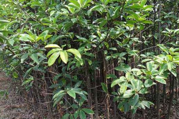 深山含笑市场价格多少钱一棵(5公分、8公分、10公分、14公分等) 深山含笑的种植方法