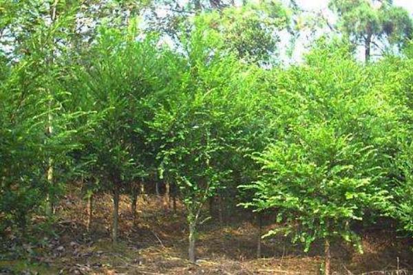 深山含笑市场价格多少钱一棵(5公分、8公分、10公分、14公分等) 深山含笑的种植方法