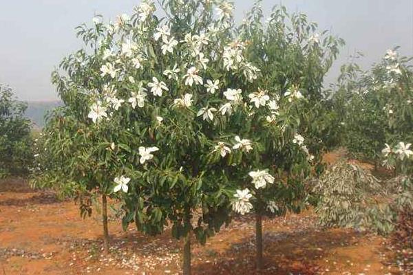 深山含笑市场价格多少钱一棵(5公分、8公分、10公分、14公分等) 深山含笑的种植方法