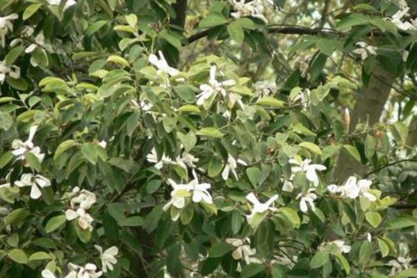 深山含笑市场价格多少钱一棵(5公分、8公分、10公分、14公分等) 深山含笑的种植方法