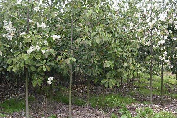 深山含笑市场价格多少钱一棵(5公分、8公分、10公分、14公分等) 深山含笑的种植方法