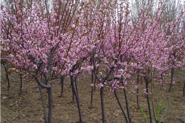 美人梅树苗市场价格多少钱一棵(3公分、4公分、5公分等) 美人梅怎么养