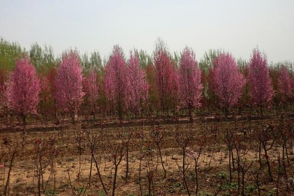 美人梅树苗市场价格多少钱一棵(3公分、4公分、5公分等) 美人梅怎么养