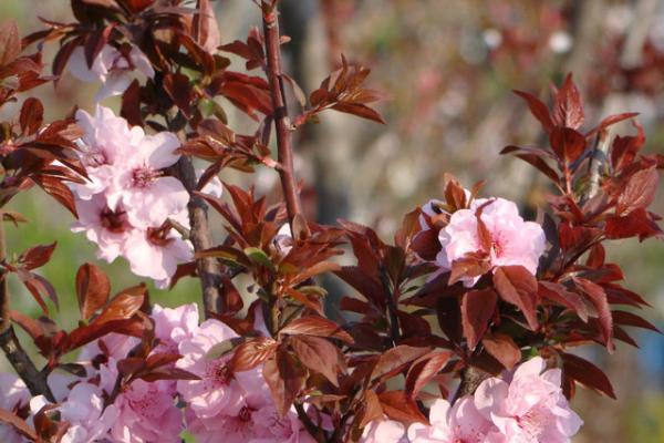 美人梅树苗市场价格多少钱一棵(3公分、4公分、5公分等) 美人梅怎么养