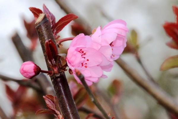 美人梅树苗市场价格多少钱一棵(3公分、4公分、5公分等) 美人梅怎么养