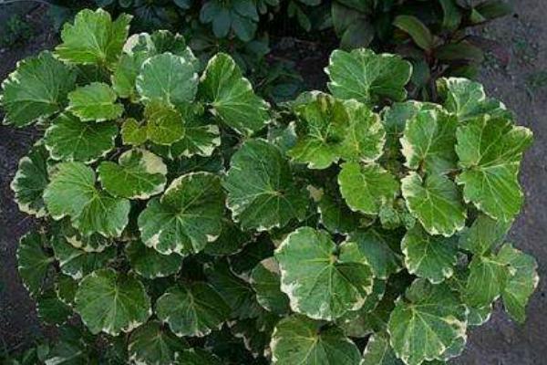 福禄桐怎么浇水(多久浇一次) 福禄桐叶子发黄怎么办