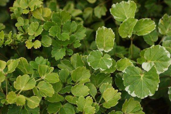 福禄桐怎么浇水(多久浇一次) 福禄桐叶子发黄怎么办