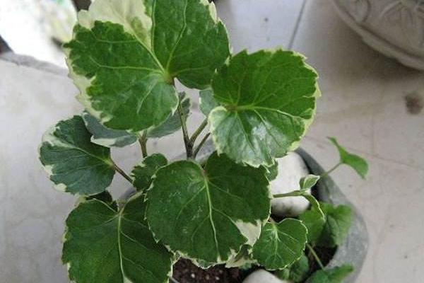 福禄桐怎么浇水(多久浇一次) 福禄桐叶子发黄怎么办