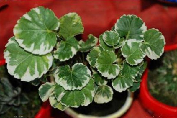 福禄桐怎么浇水(多久浇一次) 福禄桐叶子发黄怎么办