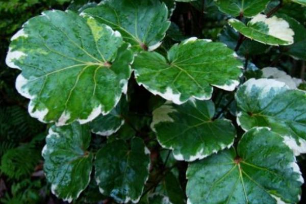 福禄桐怎么浇水(多久浇一次) 福禄桐叶子发黄怎么办