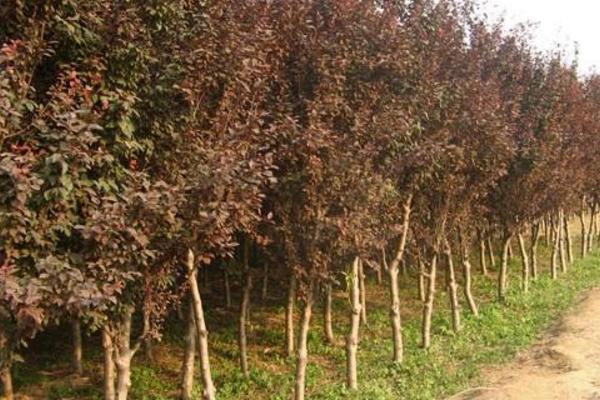 紫叶李市场价格多少钱一棵(10公分、15公分等) 紫叶李的养殖方法和注意事项