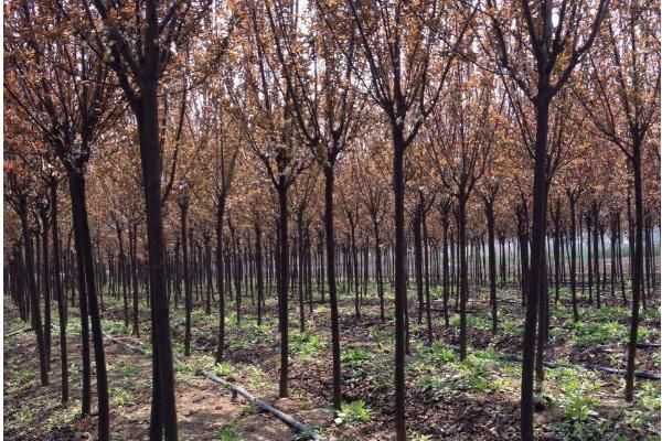 紫叶李市场价格多少钱一棵(10公分、15公分等) 紫叶李的养殖方法和注意事项