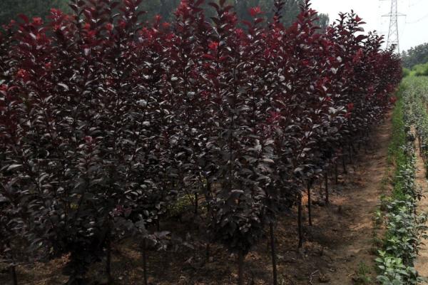 紫叶李市场价格多少钱一棵(10公分、15公分等) 紫叶李的养殖方法和注意事项