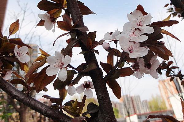 紫叶李市场价格多少钱一棵(10公分、15公分等) 紫叶李的养殖方法和注意事项