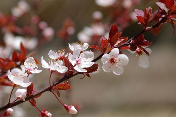 紫叶李市场价格多少钱一棵(10公分、15公分等) 紫叶李的养殖方法和注意事项