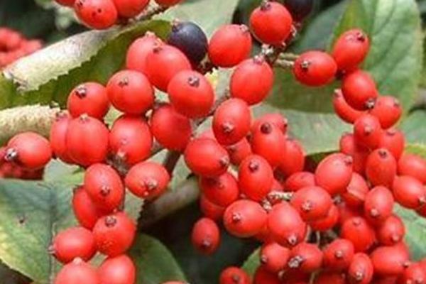 郁李有毒吗 郁李果实能吃吗