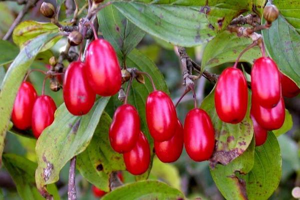 山茱萸怎么吃 山茱萸产地在哪里