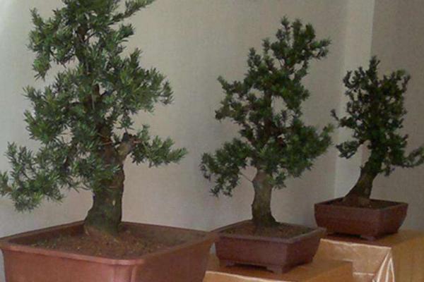 罗汉松盆景市场价格多少钱一盆(5公分、10公分、15公分、20公分) 罗汉松盆景的制作方法