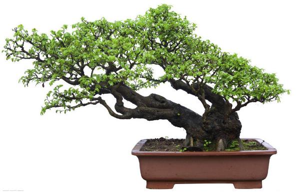 罗汉松盆景市场价格多少钱一盆(5公分、10公分、15公分、20公分) 罗汉松盆景的制作方法