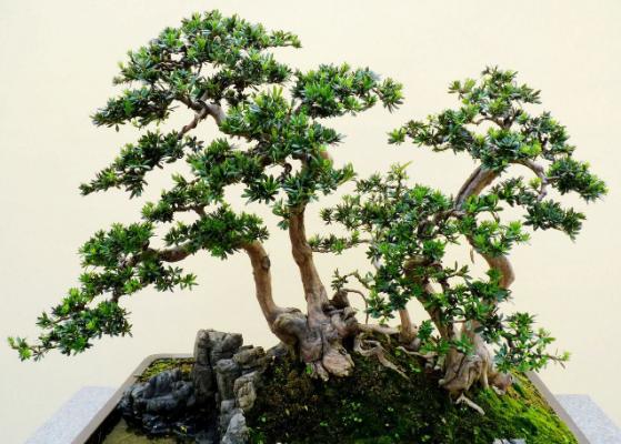 罗汉松盆景市场价格多少钱一盆(5公分、10公分、15公分、20公分) 罗汉松盆景的制作方法