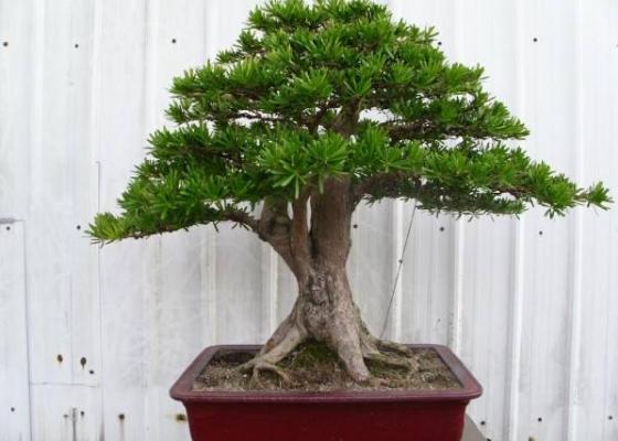 罗汉松盆景市场价格多少钱一盆(5公分、10公分、15公分、20公分) 罗汉松盆景的制作方法