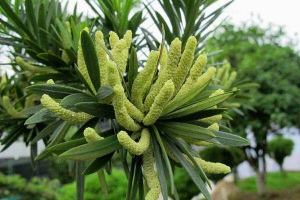 罗汉松盆景市场价格多少钱一盆(5公分、10公分、15公分、20公分) 罗汉松盆景的制作方法