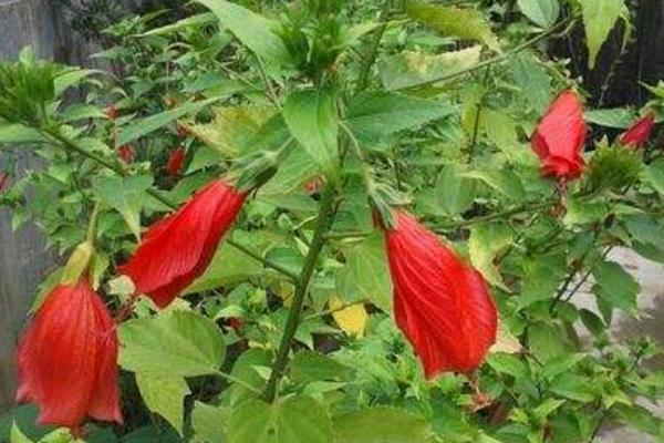 悬铃花怎么养 悬铃花养殖方法与注意事项