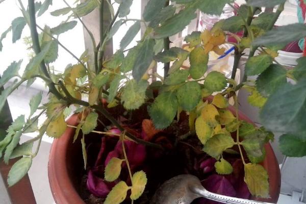 蔷薇花不开花怎么办 蔷薇花叶子变黄的解决方法