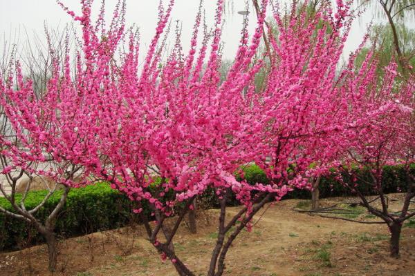 榆叶梅市场价格多少钱一棵(5公分) 榆叶梅的作用