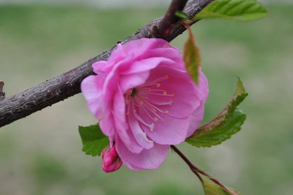 榆叶梅市场价格多少钱一棵(5公分) 榆叶梅的作用