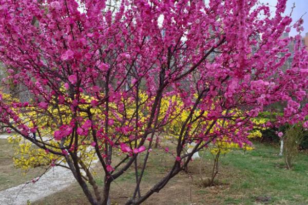 榆叶梅市场价格多少钱一棵(5公分) 榆叶梅的作用