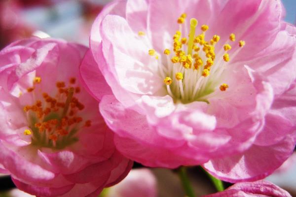 榆叶梅市场价格多少钱一棵(5公分) 榆叶梅的作用