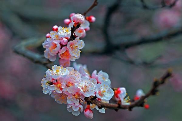 榆叶梅市场价格多少钱一棵(5公分) 榆叶梅的作用