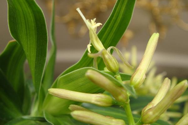 金钱树有毒吗 金钱树能放在室内卧室吗