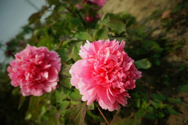 家庭养海棠花好吗 海棠花对风水的作用