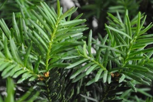 曼地亚红豆杉和南方红豆杉的区别是什么(哪个好) 水杉和红豆杉的区别