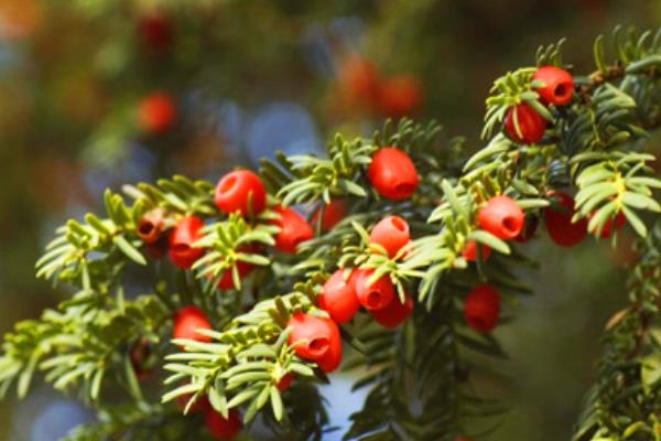 曼地亚红豆杉和南方红豆杉的区别是什么(哪个好) 水杉和红豆杉的区别