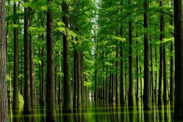 曼地亚红豆杉和南方红豆杉的区别是什么(哪个好) 水杉和红豆杉的区别