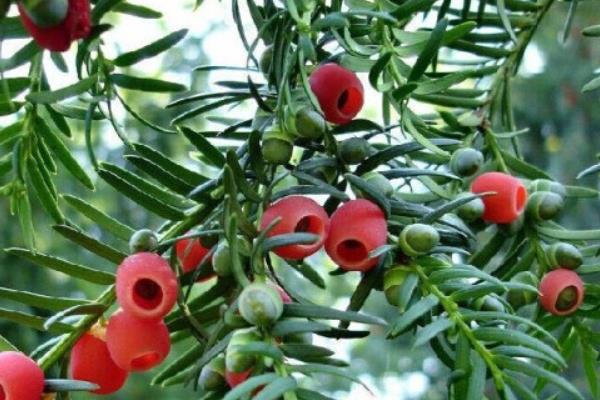 曼地亚红豆杉和南方红豆杉的区别是什么(哪个好) 水杉和红豆杉的区别