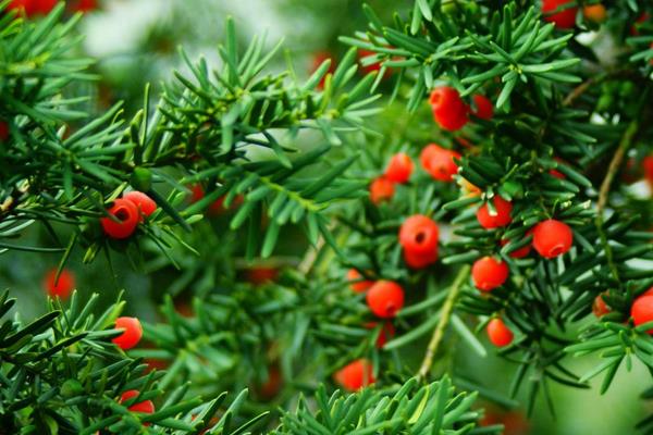 曼地亚红豆杉和南方红豆杉的区别是什么(哪个好) 水杉和红豆杉的区别