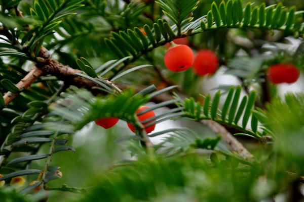 曼地亚红豆杉和南方红豆杉的区别是什么(哪个好) 水杉和红豆杉的区别