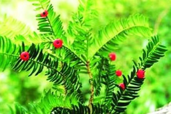 曼地亚红豆杉和南方红豆杉的区别是什么(哪个好) 水杉和红豆杉的区别