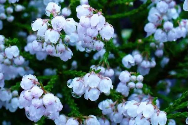 盆栽欧石楠怎么养 欧石楠养殖方法与注意事项