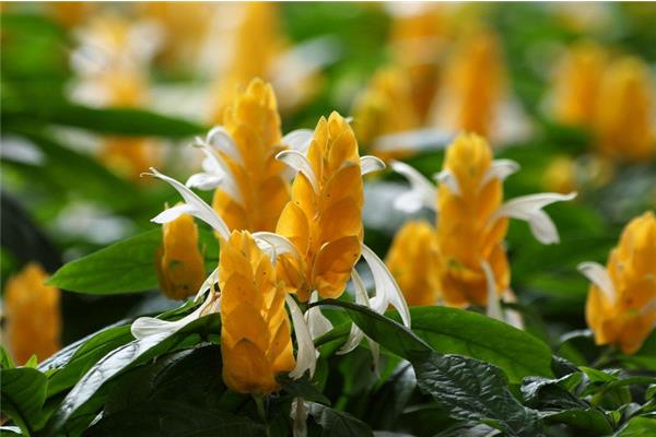 金苞花怎么修剪枝叶 金苞花繁殖方法