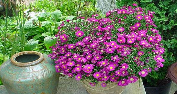 荷兰菊有毒吗 荷兰菊能放在室内卧室吗