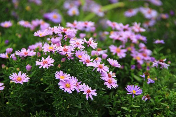 荷兰菊有毒吗 荷兰菊能放在室内卧室吗