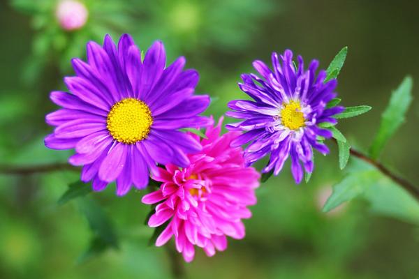 荷兰菊有毒吗 荷兰菊能放在室内卧室吗