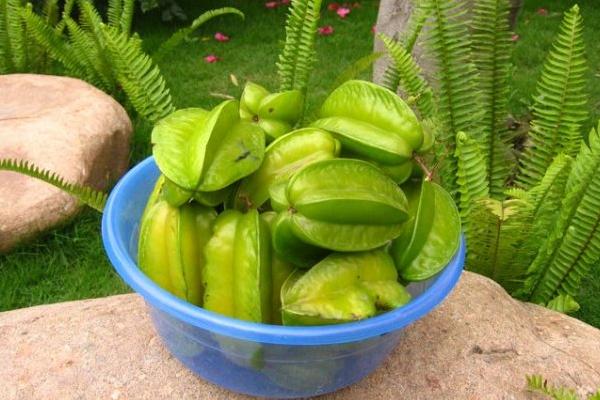 杨桃什么季节成熟(几月) 杨桃绿色的能吃吗