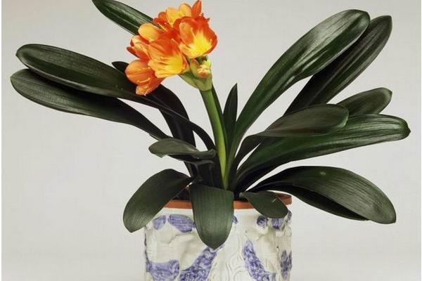 家里养君子兰好吗 养君子兰对风水的作用(摆放位置)