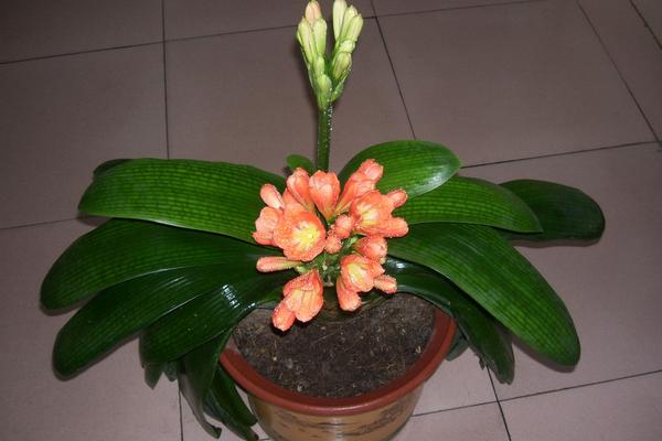 家里养君子兰好吗 养君子兰对风水的作用(摆放位置)